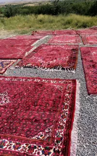 قالیشویی نمونه