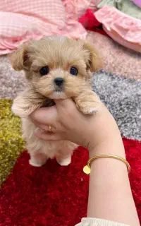 poodle maltese