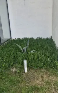 نیروی کار برای باغبانی