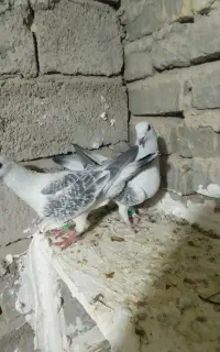 شامی افغان پابلند کت سیاه  اصیل