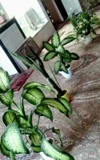 گل تزیینی طبیعی برای آپارتمان و دفاتر لوکس
