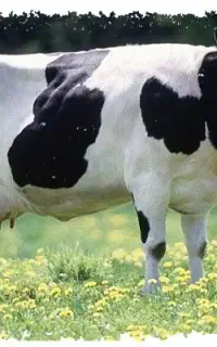 کارگردامداری