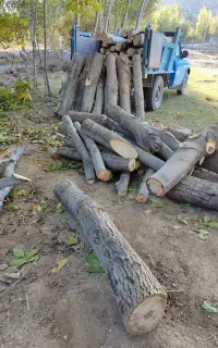 خرید و فروش چوب و درخت