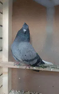 کبوتر سبز دم سفید