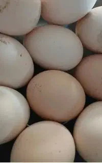 تخم مرغ طبیعی