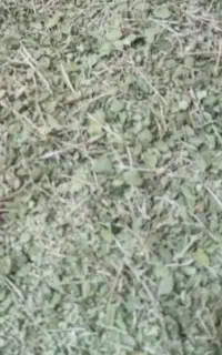 آویشن برگ پهن شیرازی