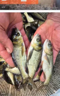 اگر استخر داری بهترین کار پرورش دادن ماهی