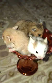 همستر پشمالو