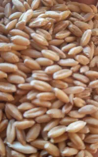 گندم باران درجه یک
