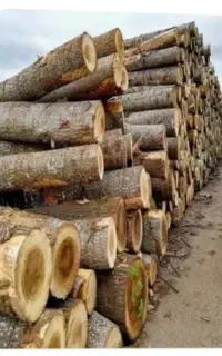 خرید ضایعات چوب سوختی وچوب پشتیبانی