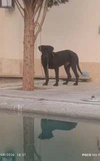 کن کورسو