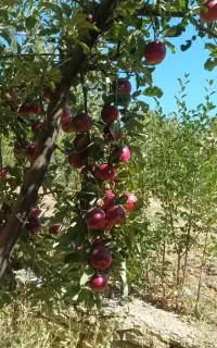 باغبانی درختکاری علف زدن واجرای فضای سبز