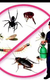سمپاشی کافیه یک مرتبه سم پاشی مبارز را انتخاب کنید