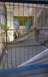 مرغ عشق آماده و سرحال