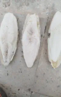 کف دریا