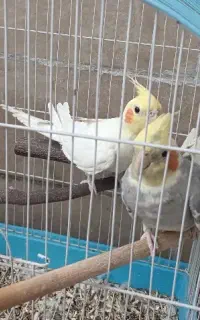 عروس هلندی سخنگو