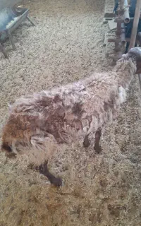 میش گوسفند