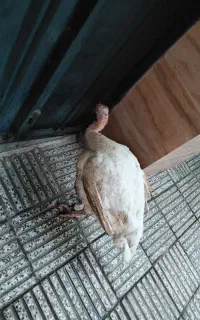 بوقلمون