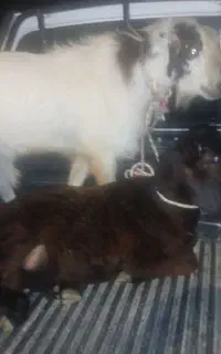 کهر بره چاق زیرقیمت بازار