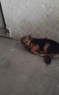 سگ گمشده