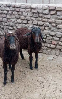 میش زایده