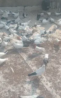 تعداد ۸۰ عدد. کبوتر