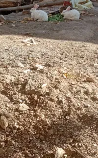 خرگوش