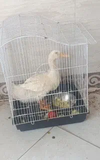 اردک