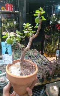 گل بنسای شده کراسولا خُرفه