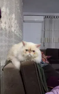 فروش گربه پرشین