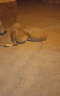 واگذار می‌شود