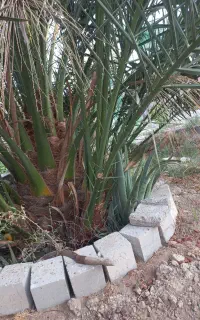پاجوش برحی