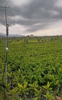 یاس گلدان  ۱۰