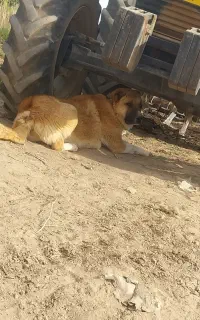 سگ سرابی