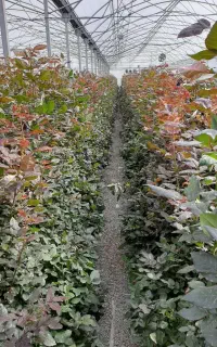 همکاری در گلخانه گل رز