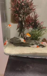 ماهی گلدفیش ردکپ