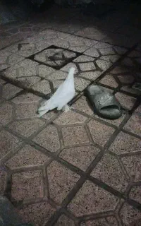 کفتر لوطی جوجه