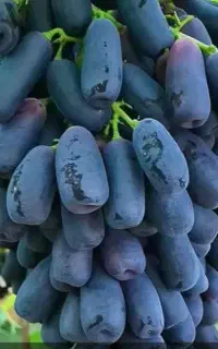 هرس باغات انگور و پیوند انگور