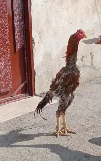 خروس لاری اصل