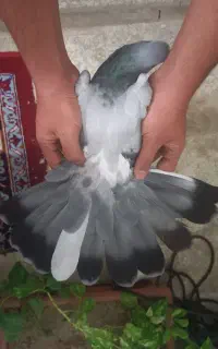 کبوتر پر روزگاری