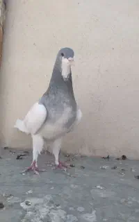 سو سوز