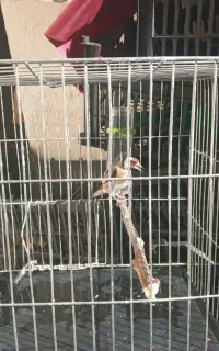 سهره تولک