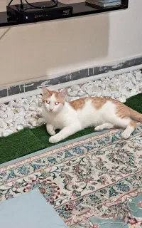 گربه نر دوسالهdsm