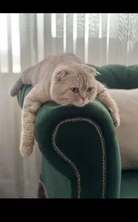 پانسیون نگهداری گربه vip