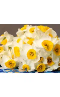 مجله پرورش گل