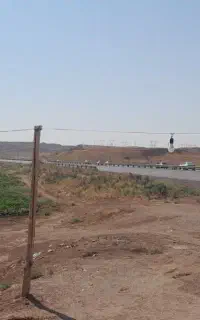 بوقلمون ماده