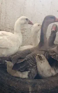 غاز