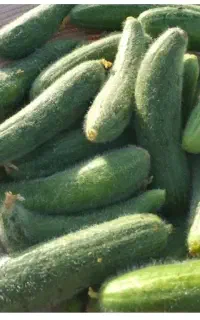بذر خیار کلکنه درجه یک کیلو ۵ تومان