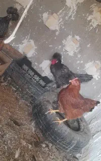 مرغ و خروس سلطان و لهستانی و یک مرغ بارو