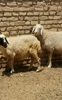 سلام دوراس میش ابسن